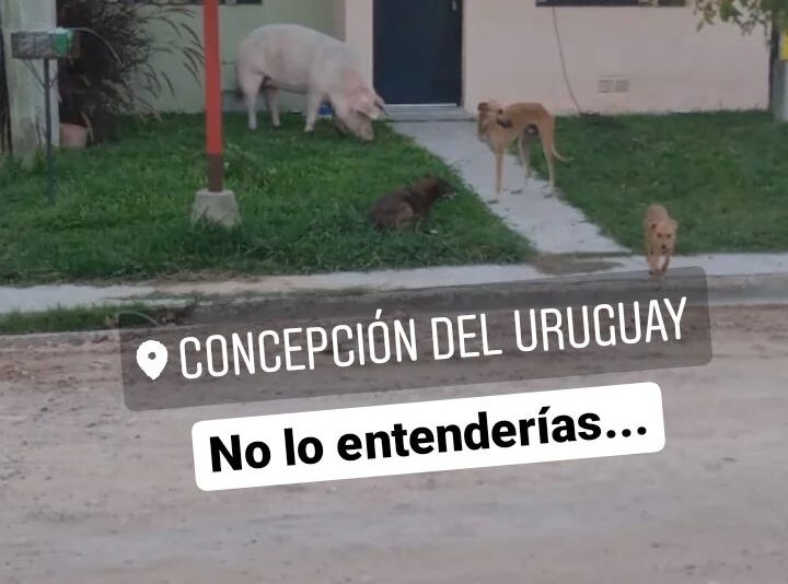 Meme del día en Concepción Entre perros y un chancho DIARIO LA CALLE