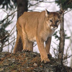 Recomiendan no cazar pumas ni atraparlos