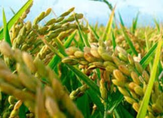 Bajó un 22% la producción de arroz en Entre Ríos