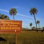 p4 el palmar1
