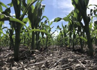 La Niña continuará afectando cultivos