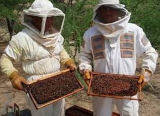 Se promulgó la nueva ley apícola