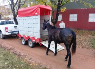 Llevaron a otro caballo suelto hacia el refugio