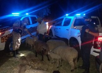 Policías recuperaron animales denunciados como robados
