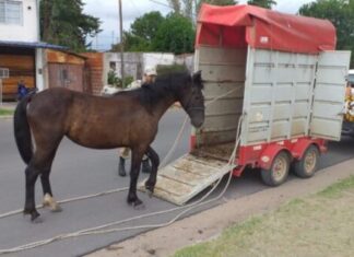 Trasladaron a otro caballo al refugio