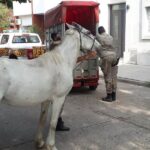 p5 otro caballo en la vía pública