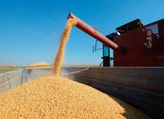 El gobierno suspende las exportaciones de maíz