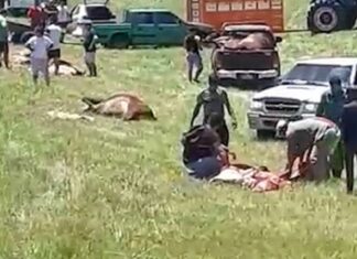 Volcó un camión con ganado en Ruta 14 y un grupo de vecinos carneó los animales