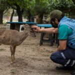 P1- Animales cautivos