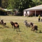 P6- Animales cautivos