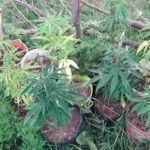 Pagina 6 16de enero 2021 confirman procesamiento a cultivadoresdemarihuana