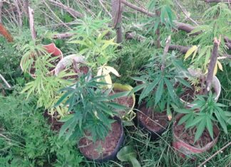 Confirman procesamiento a cultivadores de marihuana
