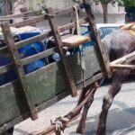 Pagina 7 15 de enero 2021 caballo casi causa una tragedia