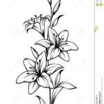 flores-del-lirio-dibujo-blanco-y-negro-contorno-vector-116037477