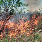 incendio de pastizales1