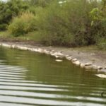 mortandad de peces en el arroyo la china1
