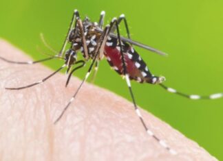 Se promulgó el Plan Rector de lucha contra el dengue