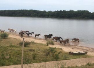 Los caballos que son recuperados disfrutan su vida
