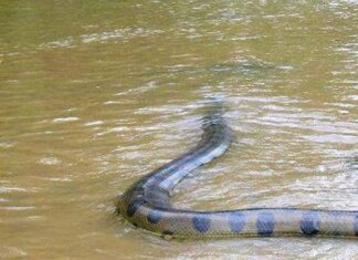 Pescadores divisaron una anaconda
