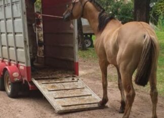 Trasladaron a otro caballo al refugio