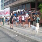 p4 contra el maltrato animal2