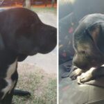 p4 perro mordido por una yarará1