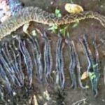 p4 yarará con viboreznos intentó atacar a un trabajador1