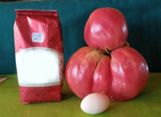 Cosechó tomates de dos kilos