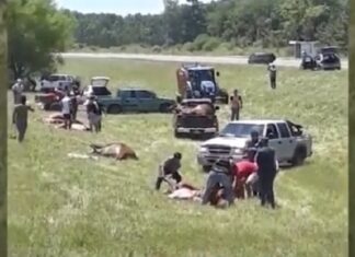 Volcó un camión jaula y los vecinos carnearon a los animales