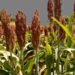 p9 – Destacan la condición del sorgo