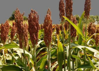 Destacan la condición del sorgo