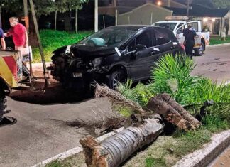 Joven chocó una palmera