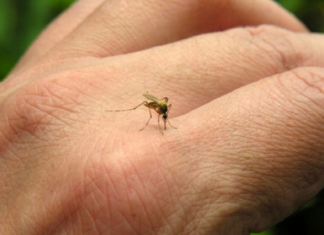 Alerta por gran cantidad de mosquitos en la ciudad