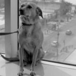 p16 cine – el perro que no calla1
