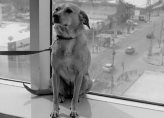 Un film argentino reconocido a nivel internacional