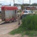 p4 rescate de otro equino1