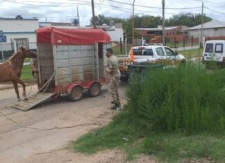 Otro caballo suelto pudo ser rescatado de la vía pública