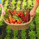 p4 soberanía alimentaria1