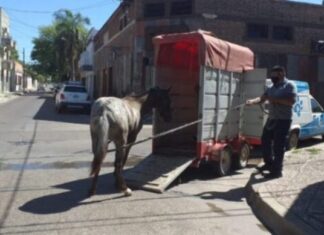 Otro caballo suelto fue trasladado al refugio