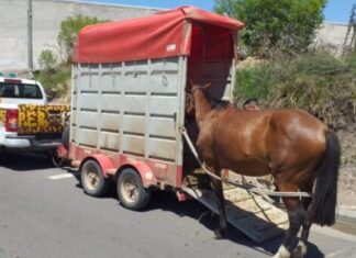 Rescataron a dos caballos sueltos de la vía pública