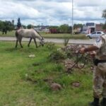 p5 rescate de caballos1