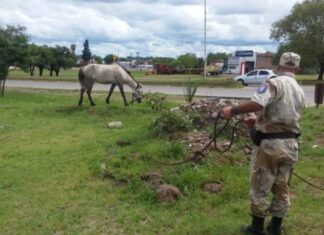 Trasladaron al refugio a otros dos caballos