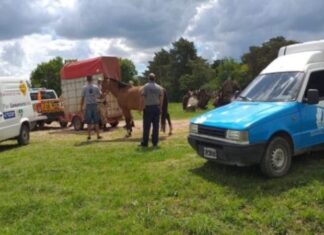 Trasladaron a otro caballo hacia el refugio