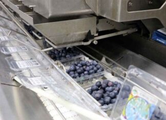 Logran beneficios para los productores de arándanos