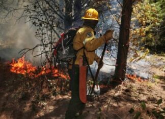 Revelan los efectos de los incendios durante el 2020