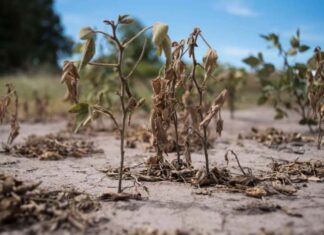 El Ministerio de Producción recorrió la zona de sequía