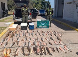Decomisan pescados y carpincho
