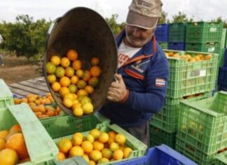 Los citricultores padecen la falta de mano de obra