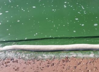 Detectan una gran concentración de algas