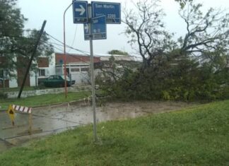 Un árbol se desplomó sobre la calzada